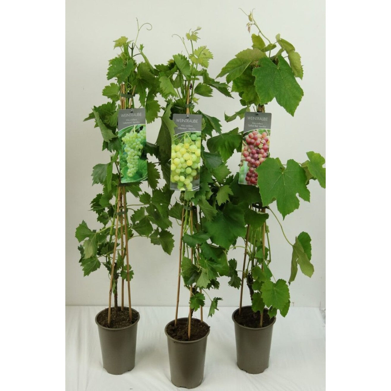 Vinranka – Vitis 'Suffolk Red' - C3 80-100 CM Stick